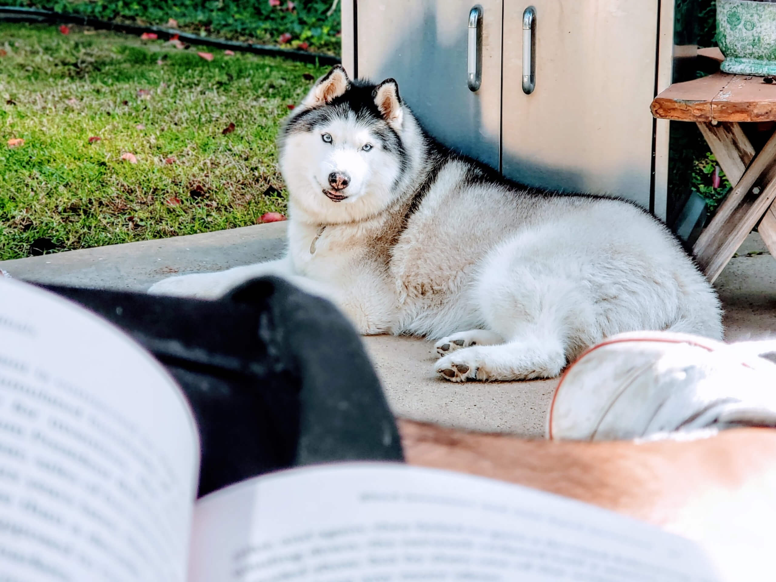 What Can Make A Dog Sick